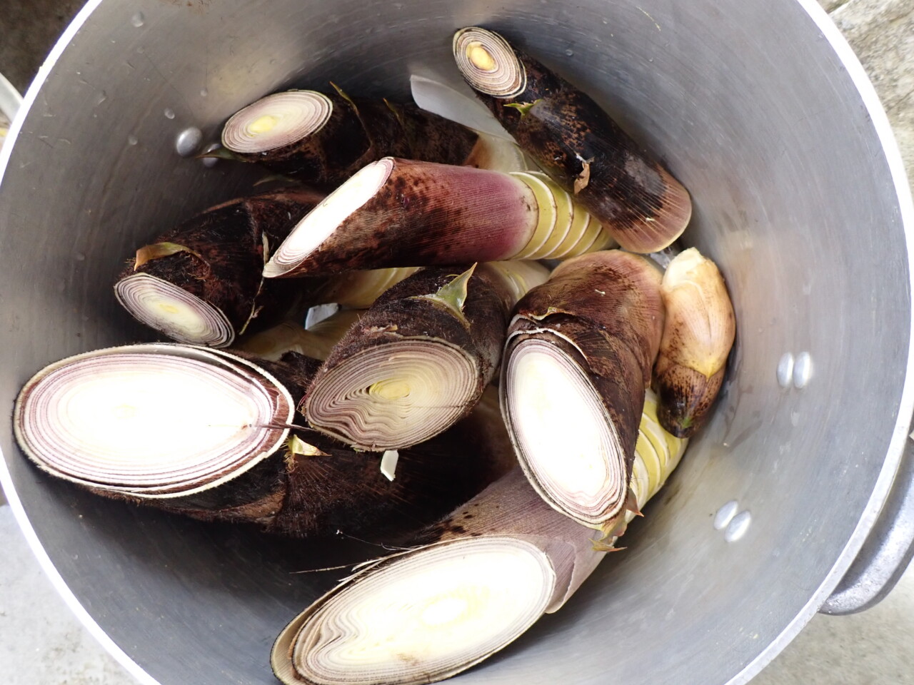 筍掘りと花山椒摘み 貴重な花山椒を収穫するのと 竹林の風景を維持するのは大変な作業だ Rokkopelli
