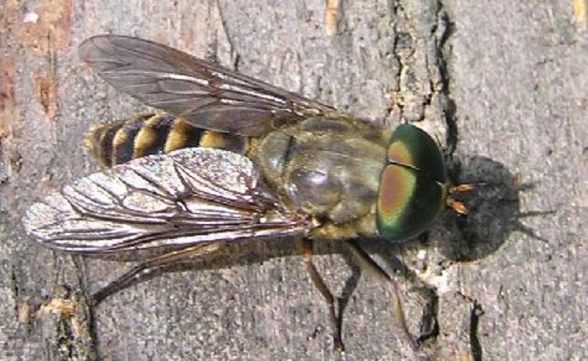 アブ対策本番の季節 昨年の芦谷川沢登りで絶大な効果を発揮したアブ対策を紹介する Rokkopelli